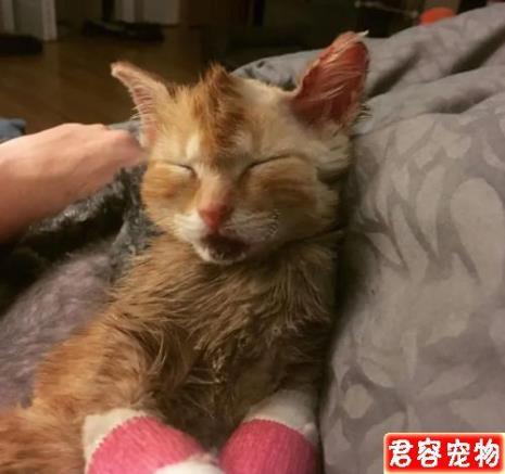 猫咪生产过程中需要喂食吗