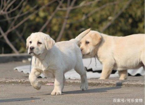 拉布拉多护食几率大吗