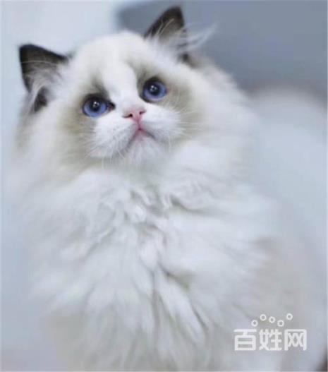 家庭猫舍养多少猫