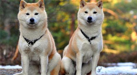 北灯是柴犬还是秋田犬