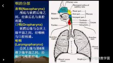 头腔共鸣和胸腔共鸣哪个唱得高