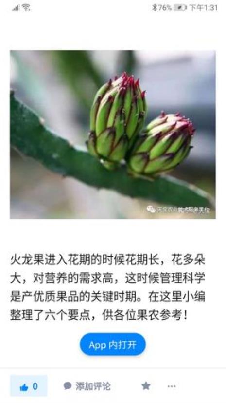 火龙果花苞几天开花