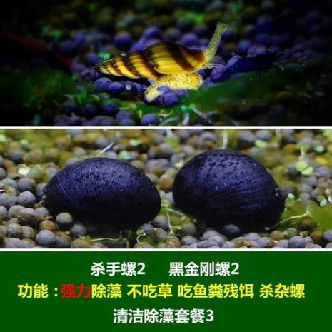 辣椒蟹吃苹果螺卵吗