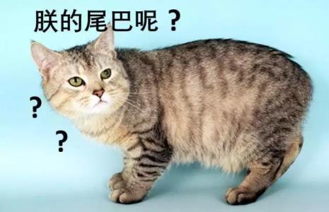 猫商品名称大全