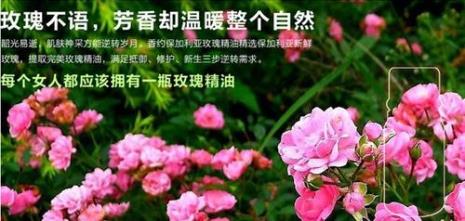 干玫瑰花可以自制精油吗