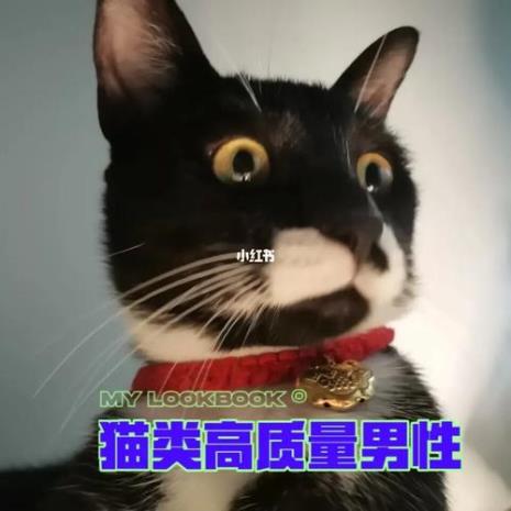 猫的体重和身长