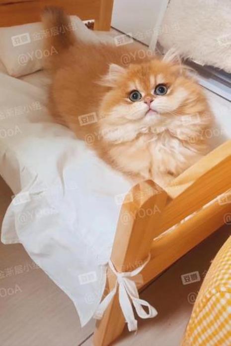 金渐层好还是短脚猫好