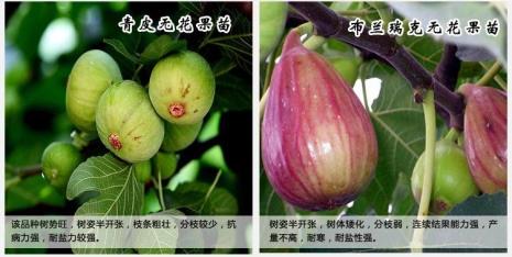 青皮无花果特点