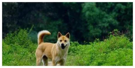 中华田园犬可以当牧羊犬吗