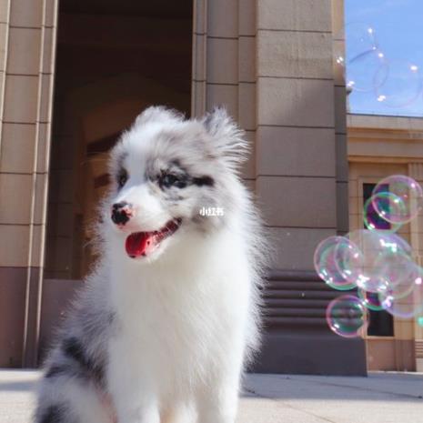 陨石边牧犬为什么不建议养