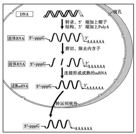 什么是生物中心法则