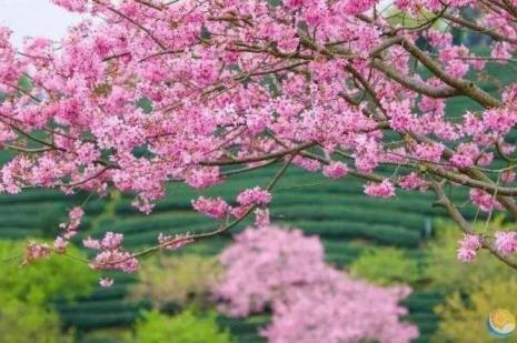 陌上繁花是什么意思