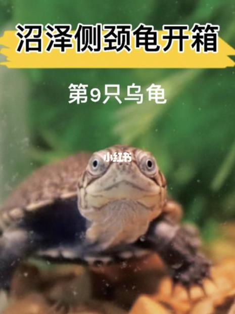 沼泽侧颈龟能长多大