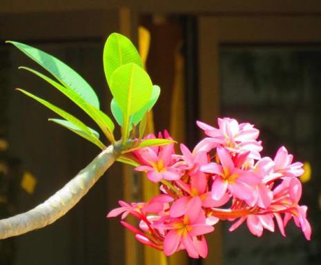 菩提花是什么花