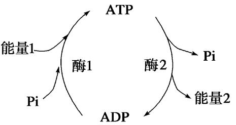 Atp和atp相互转换场所