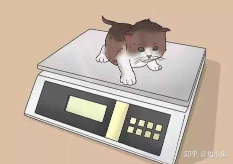 半岁的猫正常体重