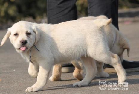 拉布拉多可以当牧羊犬吗