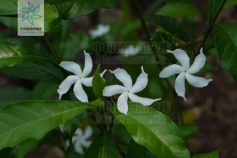 单瓣狗牙花介绍