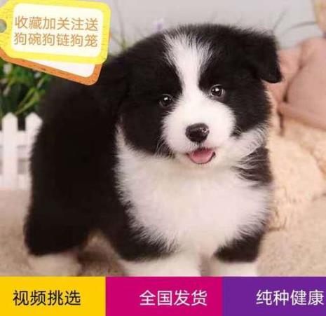 边牧幼犬冬天在室外会冻死吗