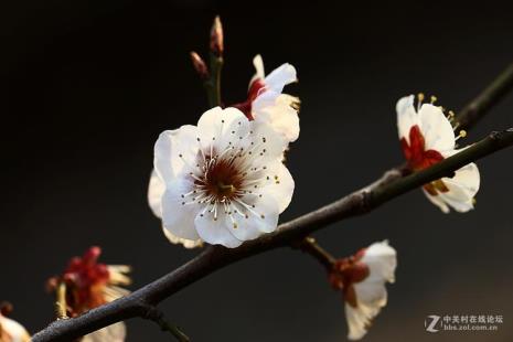 花开花落时间是什么时候