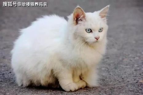 猫多少天生是正常