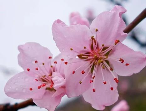 桃花的表情包代表什么意思