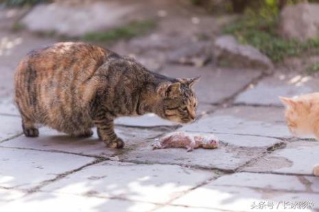 冬天小猫怀孕在野外生产怎么办