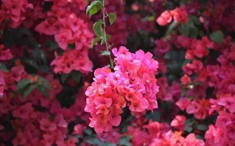 芭蕉花适合在庭院种植吗