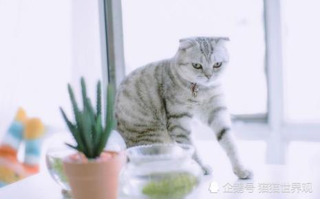 养猫怎么办