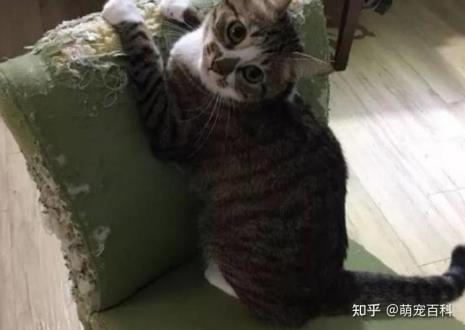 猫咪散养容易搞破坏吗