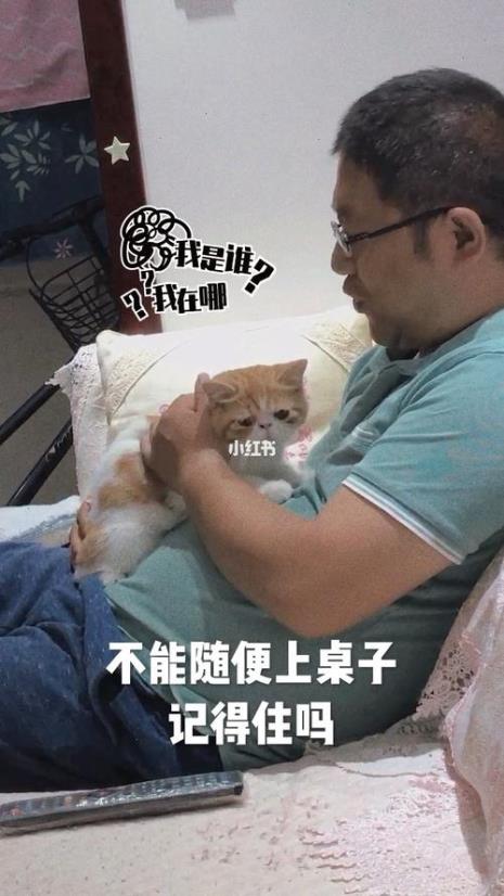 七个月的猫咪不听话怎么办