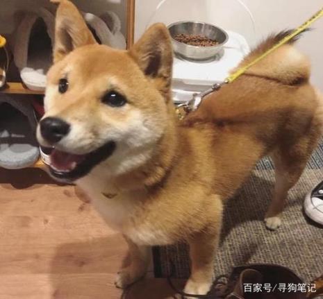 柴犬为什么不能剃毛