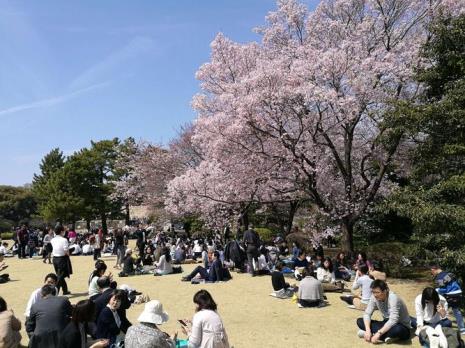 日本樱花产地