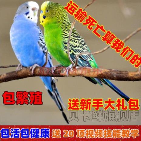 公鹦鹉几个月成年