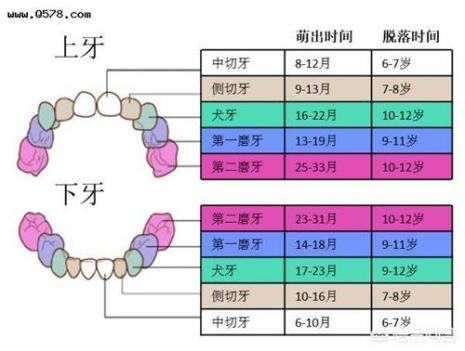 小孩长牙顺序