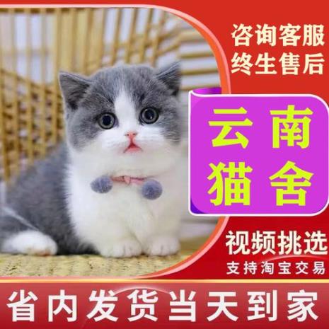 网上的短脚猫行吗