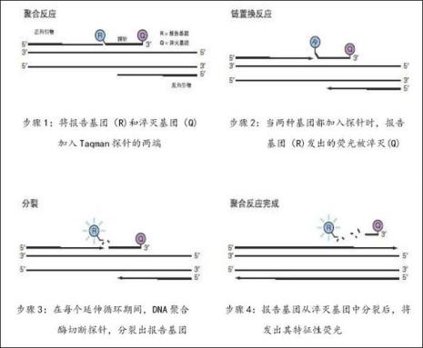 taqman探针设计原理