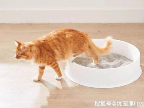 小猫总去猫砂里面尿尿