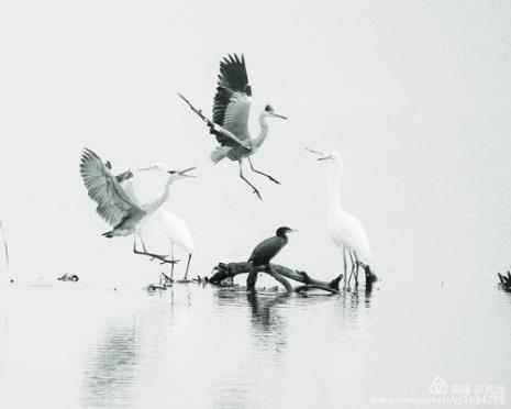 白鹿白居易