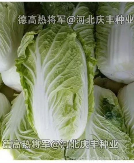 夏绿55白菜品种亩产