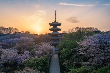 张毕湖公园有樱花吗