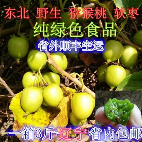 东北野生圆枣子不开花什么原因