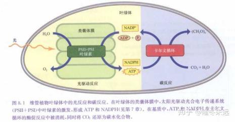 叶绿体基质是酸性还是碱性