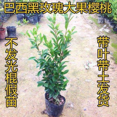 巴西车厘子种植方法