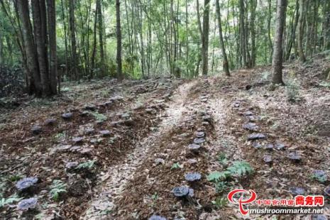 野外种植灵芝怎么种植