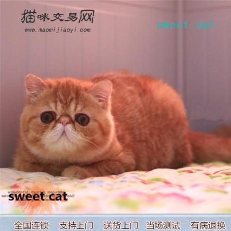 蓝猫加菲猫哪个聪明