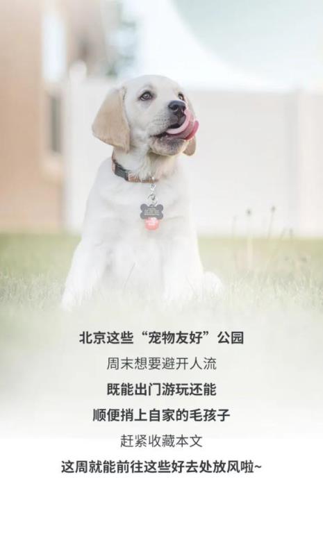 北京2022禁养犬标准