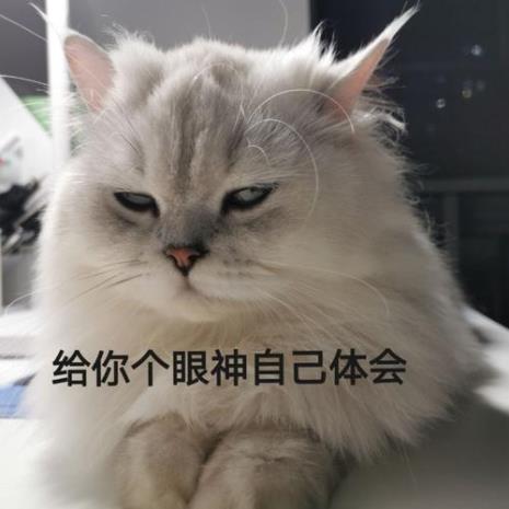 喜欢猫表情包的男生是什么性格