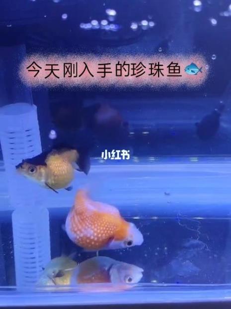 珍珠鱼怎么来的