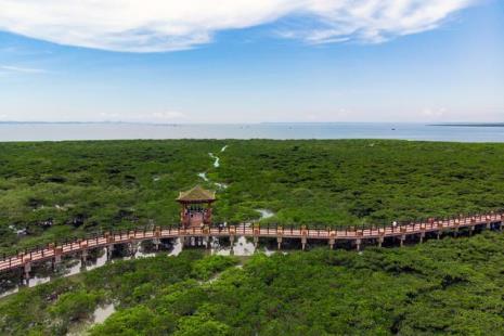 东港红树林景区